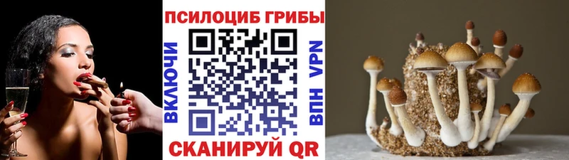 Галлюциногенные грибы MAGIC MUSHROOMS  сколько стоит  Ачхой-Мартан 
